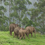 Munnar